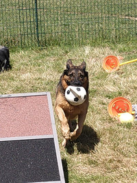 Sorties sur parcours des Chiens